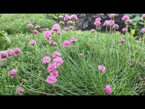 Видео: На даче красиво .Цветут ирисы и пионы .Пора стричь почвопо́кровники