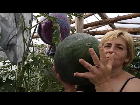 Видео: 18 июля 2021.Арбуз Золотой малыш.