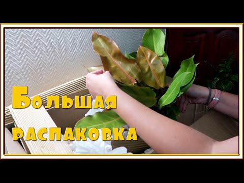 Видео: Распаковка растений из Голландии /Филодендроны, папортники, Монстера, Сингониум