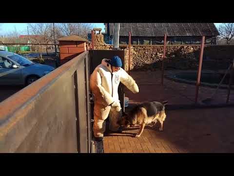 Видео: Тест №77.  Немецкая овчарка.