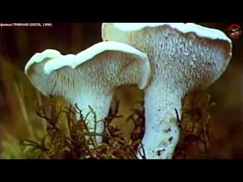 Видео: фильм "Грибная охота", голос Смоктуновского, док фильм времен СССР, www.grib.tv
