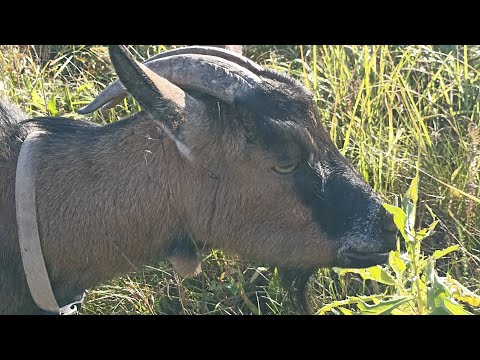 Видео: Гуляю с Симой по первому снегу. Пасу козочек  в ноябре. Много болтаю.