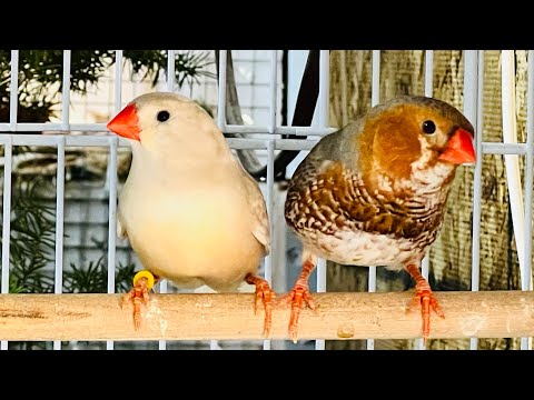 Видео: Разведение зебровых амадин: выбор подходящего материала для гнезда