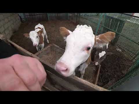 Видео: Деревенские будни