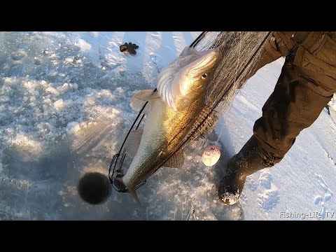 Видео: ХАПУГИ СНОВА РАДУЮТ УЛОВОМ!!! ВЫЕХАЛИ ПОСТОЯТЬ НА ХАПУГИ И НЕ ПЛОХО ПОРЫБАЧИЛИ. ЧТО ЖДАЛ ТО ПОЙМАЛ!