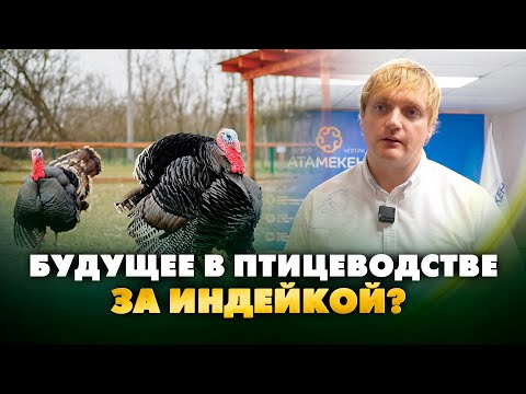 Видео: Производство индейки может стать трендом в птицеводстве