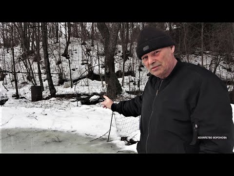 Видео: В пруду пропала вся рыба. Выдра