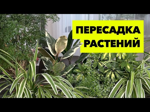 Видео: Пересадка комнатных растений и цветов » Июнь 2023