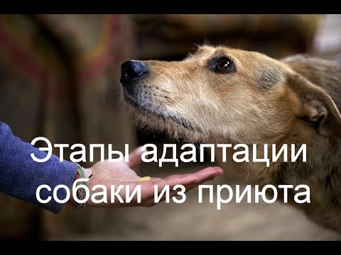 Видео: #11 Этапы адаптации собаки из приюта