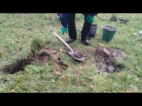 Видео: Расширяю сад. Время высаживать саженцы..#дача #осень #саженцы