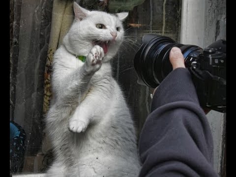 Видео: 😺 Не снимай, я не накрашенная! 🐈 Самое смешное видео с котами и котятами! Вы будете смеяться! 😸