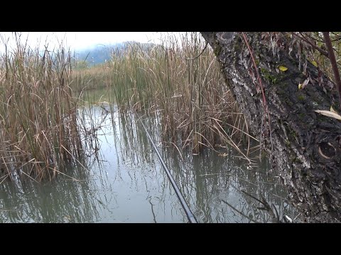 Видео: Чи клює на бічний кивок в жовтні ?