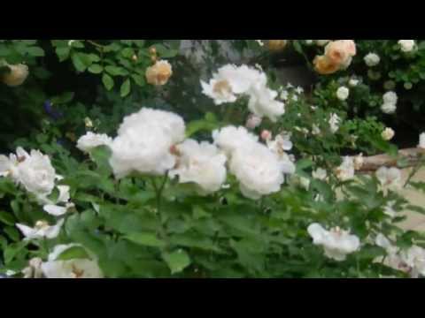 Видео: Кременчуг. Сад роз в центре города. Часть I