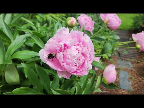 Видео: Первые розы. Пионы.