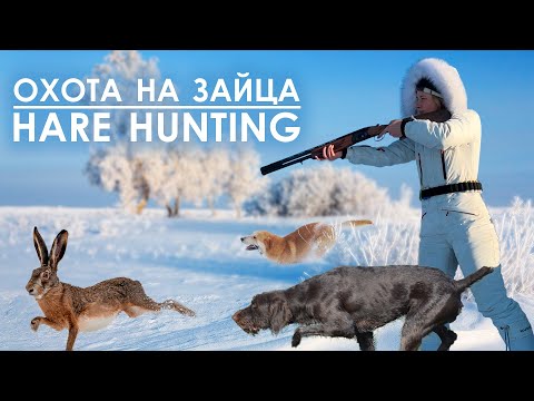 Видео: Охота на зайца с гончей и дратхааром / Hare hunting