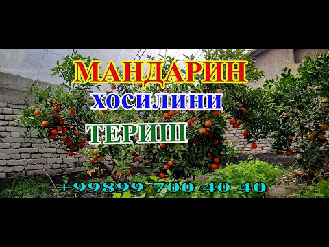 Видео: ИВОЛИСТНЫЙ МАНДАРИН ХОСИЛИНИ ТЕРИШ ЖАРАЁНИ. Сбор урожая мандарины(Иволистная)