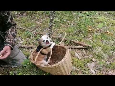 Видео: Приехали в лес