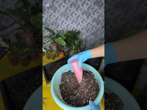 Видео: N°-445. КУПГИНА ГУЛЛАРНИ ҚАЙТА ЭКАМИЗ😍💝😍