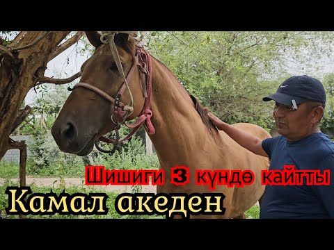 Видео: Секретный РЕЦЕПТ ЖОК КАМАЛ АКА 3 КҮНДӨ ШИШИКТИ КАЙТАРДЫ