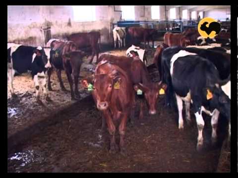 Видео: Живой дом серия 93. Красно горбатовская порода КРС.