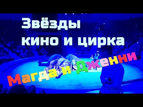 Видео: Слонихи Магда и Дженни. Цирк. Elephants Magda and Jenny. The circus.