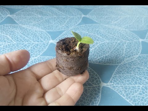 Видео: Як виростити розсаду огірків у домашніх умовах. Торфяні Таблетки Використання Відео
