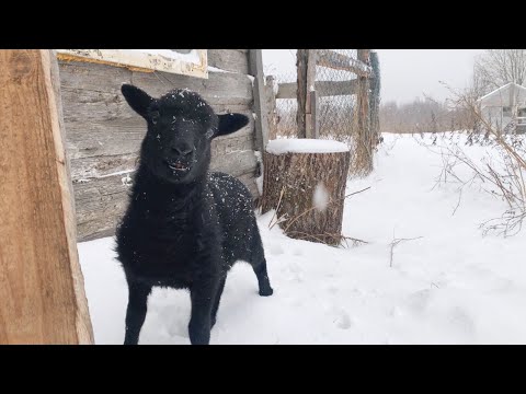 Видео: ПОЧЕМУ ПОГИБЛИ ЯГНЯТА И КТО ВИНОВАТ ? УСИЛИТЕЛЬ СИГНАЛА В НАШ ДОМИК
