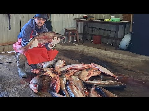 Видео: Бізнес на рибі‼️100 кг товстолоба чистка  STIHL ‼️Найкраще чистити риби ним‼️