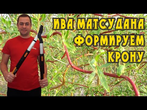 Видео: Ива Матсудана, Как обрезать? Необычная обрезка, ива извилистая в виде ниваки.
