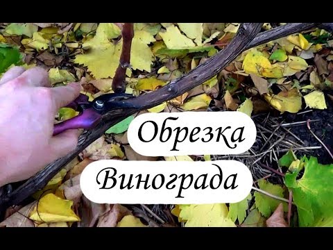 Видео: Обрезка винограда осенью