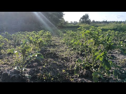 Видео: Обзор нижнего огорода - №1