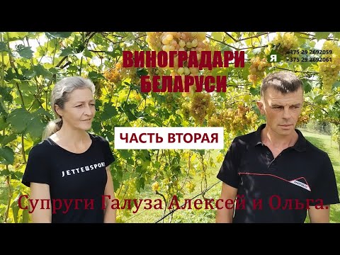 Видео: Виноградная усадьба в гостях у Галуза Алексея и Ольги. ЧАСТЬ ВТОРАЯ. Август 2025 года.