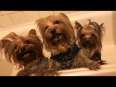 Видео: Моем сразу трёх йорков! Купание йоркширского терьера