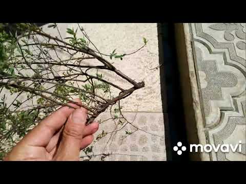 Видео: Обрезка-формировка спиреи,сорт -Грефшейм.