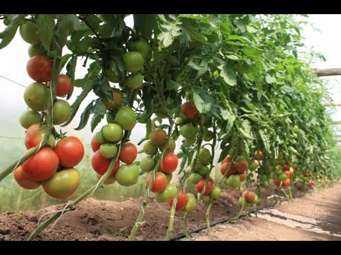 Видео: КОЛИ  І  ЯК  ПРАВИЛЬНО  ПРИЩІПУВАТИ  ВЕРХІВКУ  ТОМАТІВ