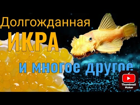 Видео: Долгожданная икра сомика Анциструса.