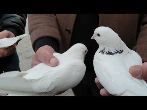 Видео: Про Армянских парод голубей🕊