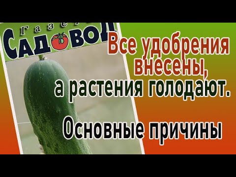 Видео: Все удобрения внесены, а растения голодают. Основные причины