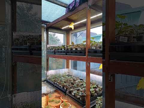 Видео: 😡Борьба с почвенным комариком на стеллаже😡