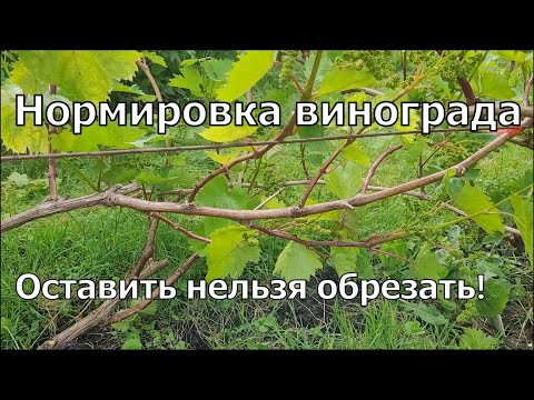 Видео: Виноград 2025. Первичная нормировка побегов