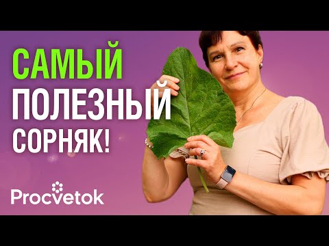 Видео: ЕСЛИ ХОТИТЕ ЖИТЬ ДОЛГО И НИЧЕМ НЕ БОЛЕТЬ, сделайте сок из этого сорняка!