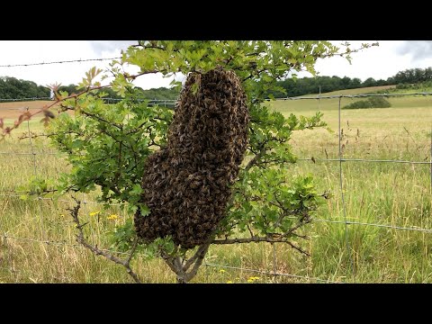 Видео: Как поймать и вернуть рой пчёл в дом с помощью Cotswold Bees