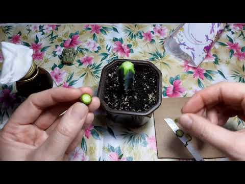 Видео: Спасаю кактусы. Делаю прививки.