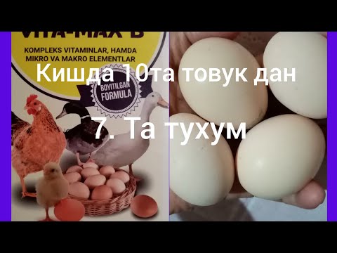 Видео: КИШДА ХОНАКИ ТОВУК ТУХУМ ТУГАДИМИ 2.ВИДИО.