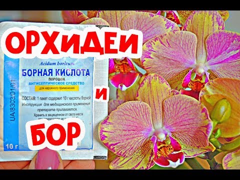 Видео: орхидея без корней, замачивание, как посадить.