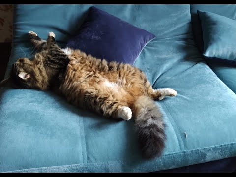 Видео: Как легко приучить котёнка или взрослую кошку к лотку.