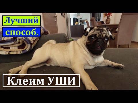 Видео: ЛУЧШИЙ способ клеить уши МОПСУ. Как правильно клеить ушки МОПСУ. Щенок МОПС.