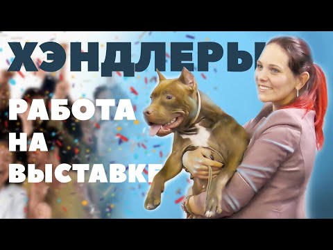 Видео: О работе Хендлеров - Выставка собак - Чемпионат IKU