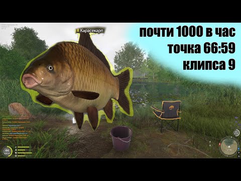 Видео: Раздача карасекарпа на Медном