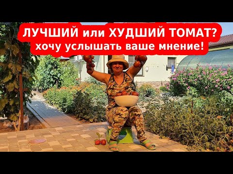 Видео: Сорт томата "Полосатый шоколад" - урожайный и вкусный помидор